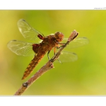 ... Vážka ploská (Libellula depressa) ...