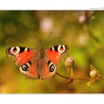 ... Babočka paví oko (Inachis to) ...