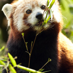 FireFox při svačince