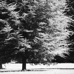 park 2