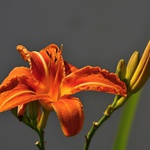 JEDNODENÍ - DENIVKA