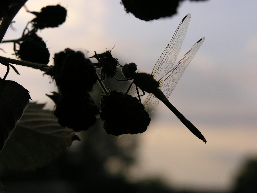 Keď sa deň končí