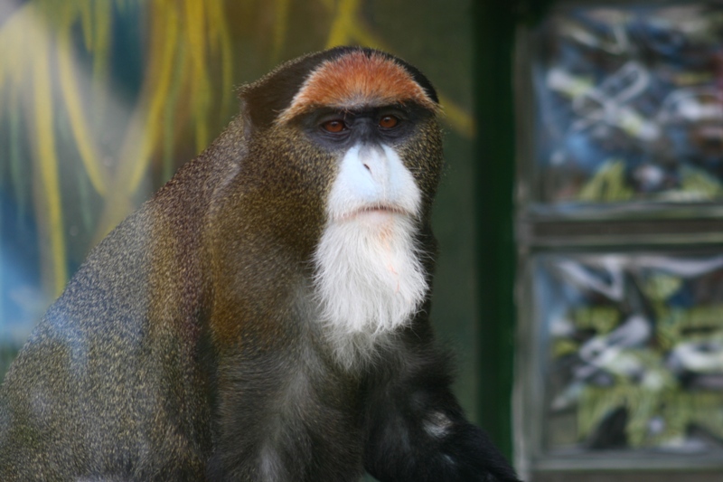 ZOO v BA 1