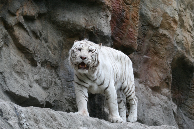 ZOO v BA 2