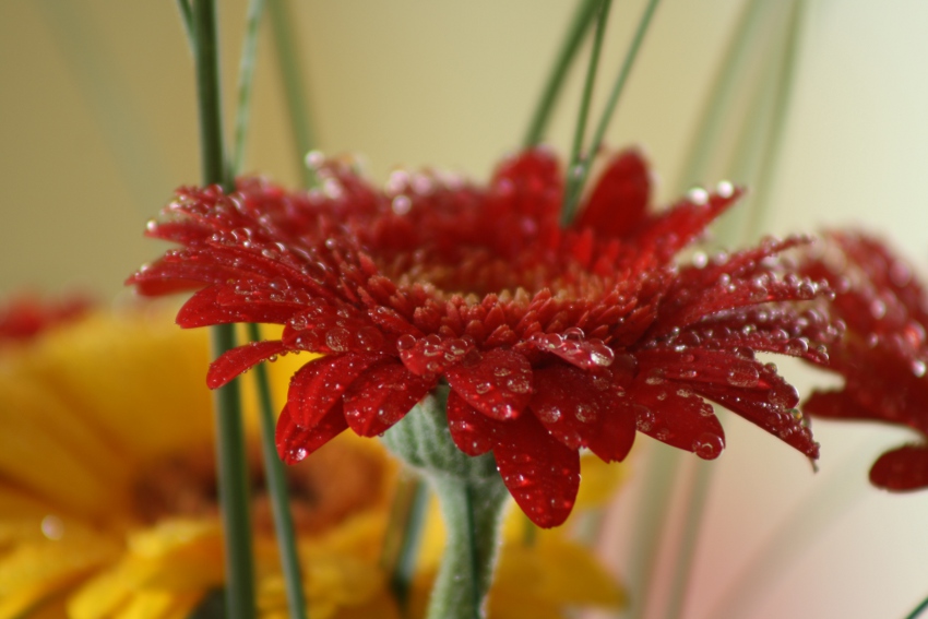 Gerbera