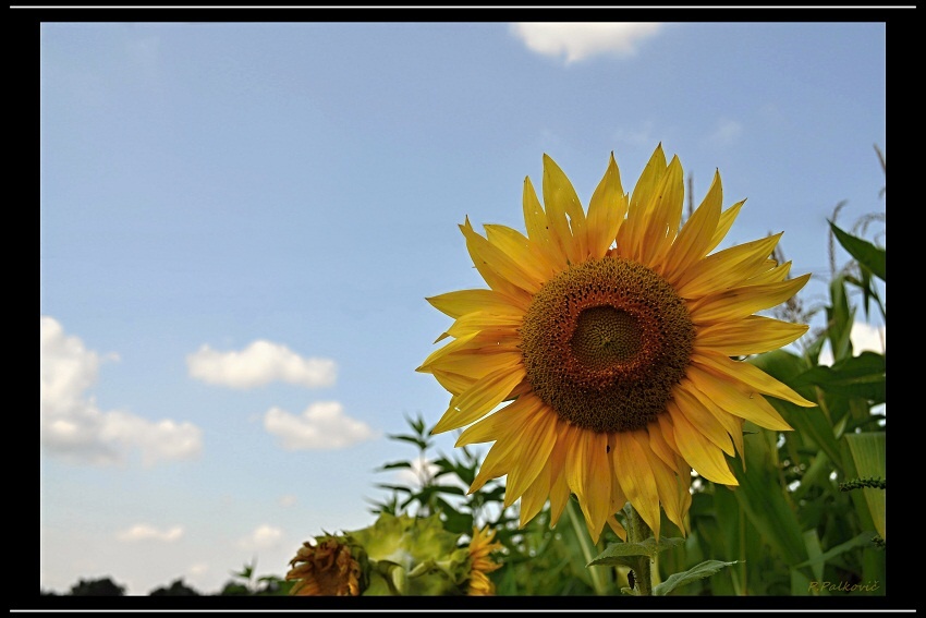 Sunflower