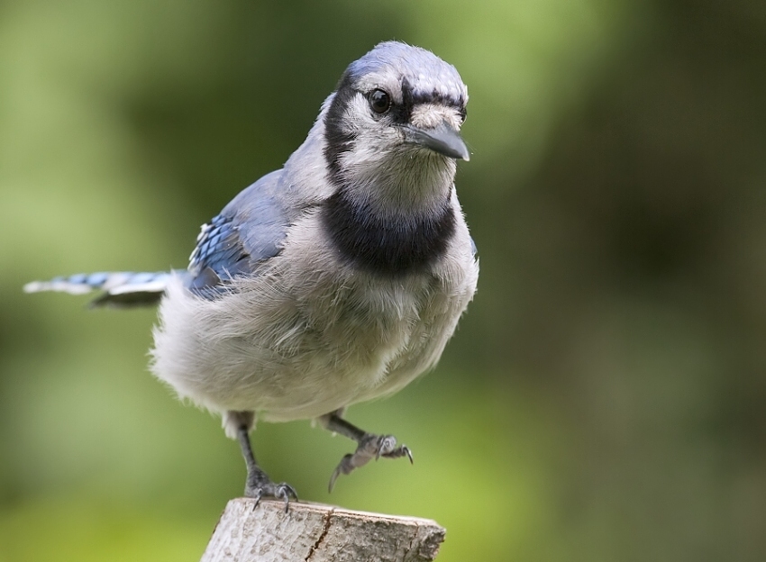Blue Jay,,,mama