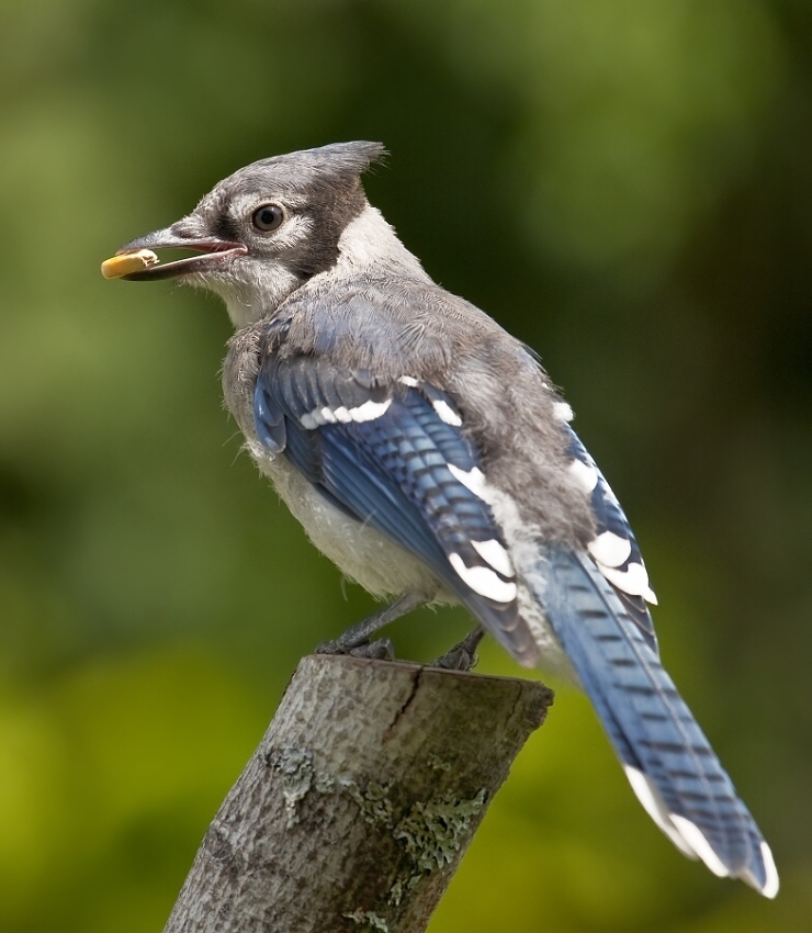 Blue Jay,,,syn,,,