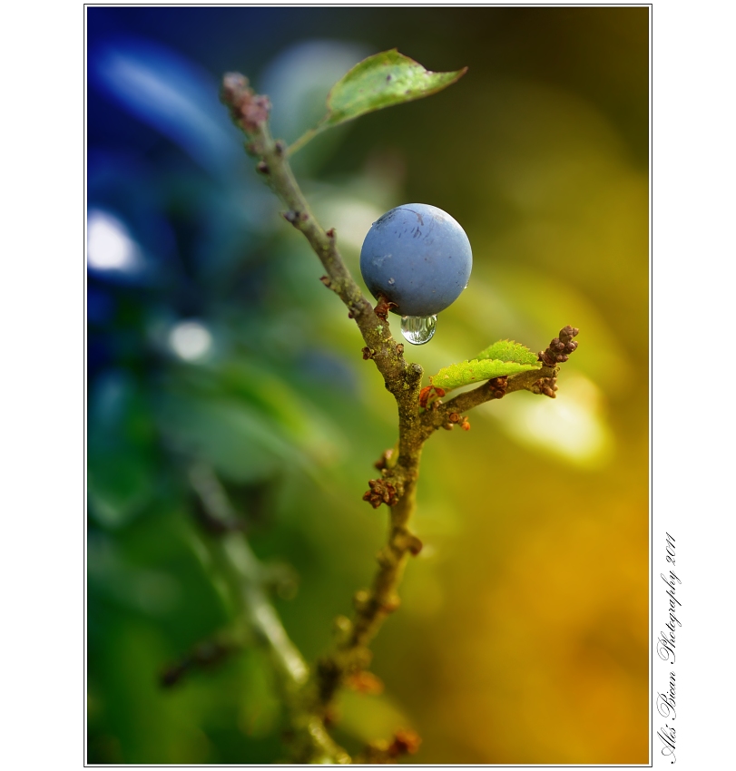 ... Trnka s kapkou ...