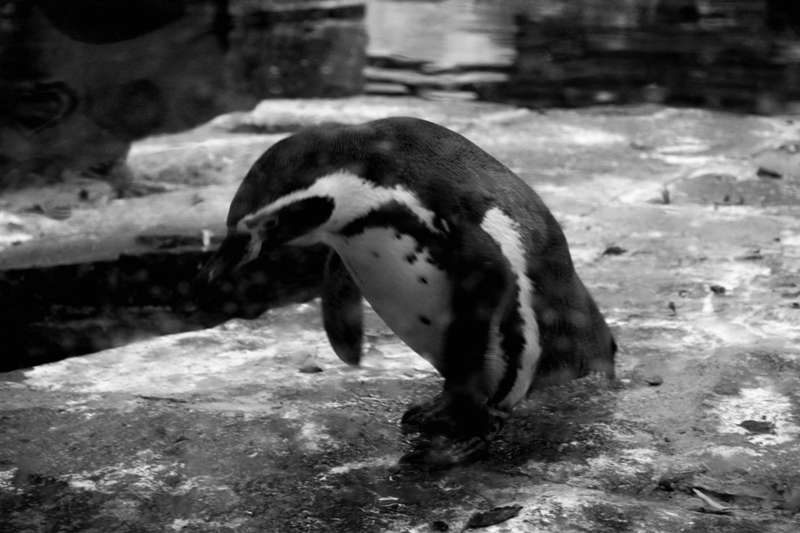 Pingu:)