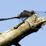 Odpočinek  na suché větvi