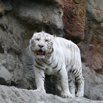 ZOO v BA 2