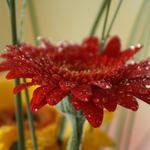 Gerbera