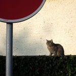 Kavalír - MoML 25. srpna 2011