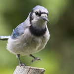 Blue Jay,,,mama