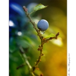 ... Trnka s kapkou ...