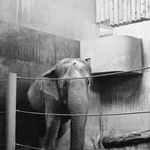 Smutek ve slonim dome