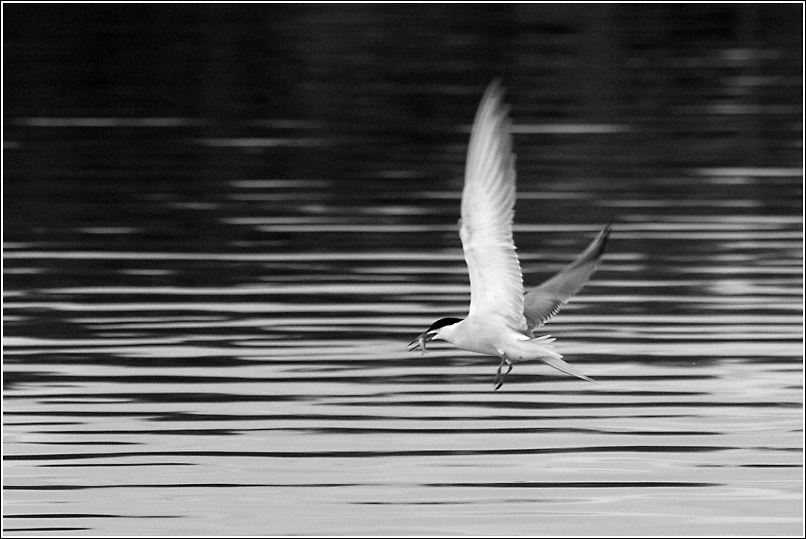 Rybák právě chytil rybu...