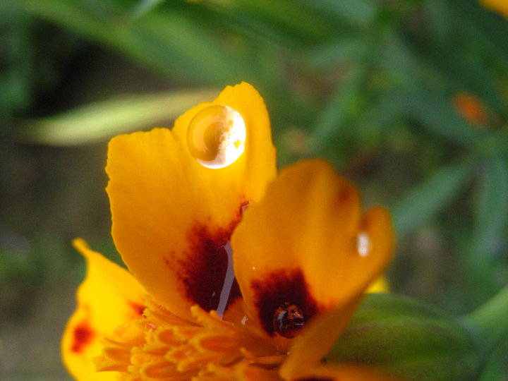 po letnom daždi - kvapky života