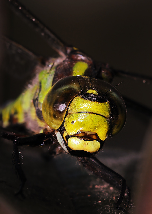 malá piha na kráse