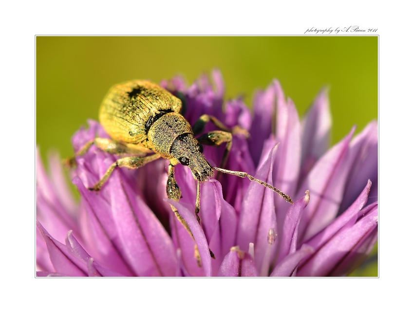 ... Listopas bobový (Sitona gressorius) ...