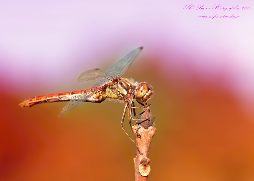 ... Vážka obecná (Sympetrum vulgatum) ...