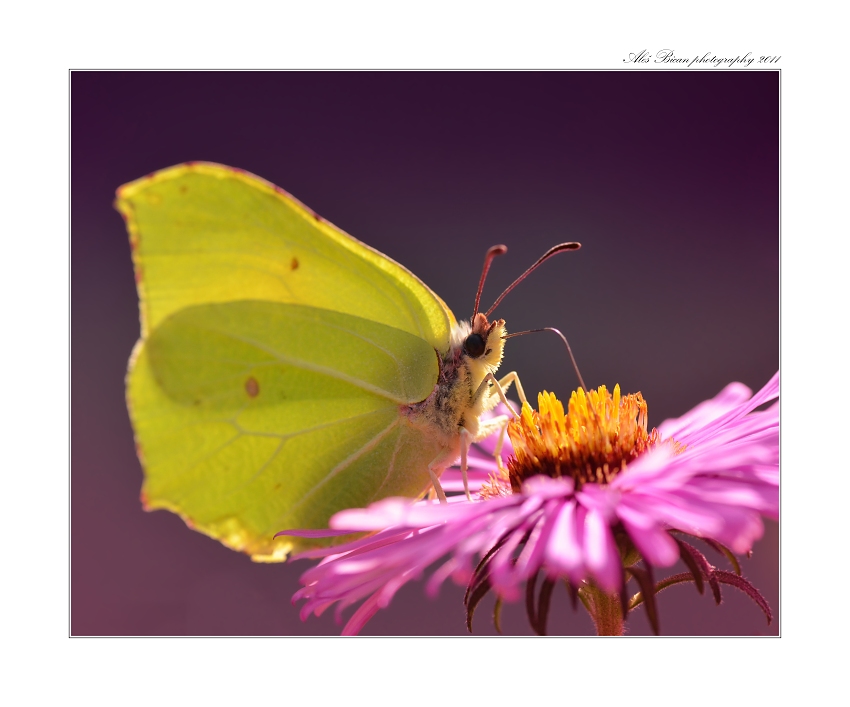 ... Žluťásek řešetlákový (Gonepteryx rhamni) ...