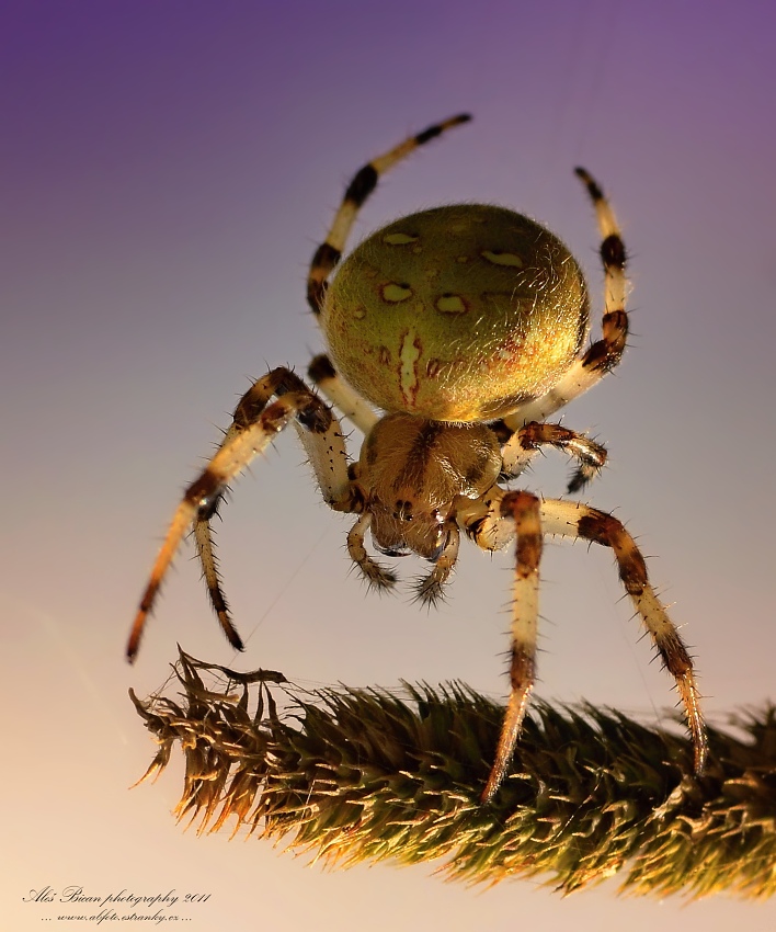 ... Křižák čtyřskvrnný (Araneus quadratus, Clerck 1757) ...