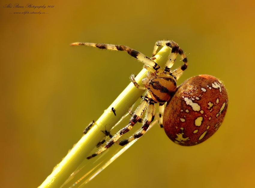 ... Křižák čtyřskvrnný  (Araneus qaudratus) ...
