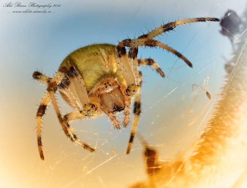  ... Křižák čtyřskvrnný (Araneus quadratus, Clerck 1757) ...