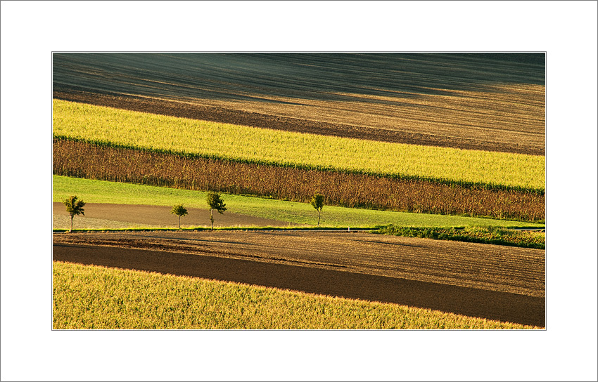 Linie