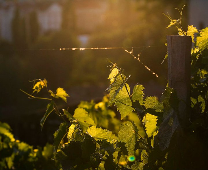 Slunce hřeje pražskou vinnou révu