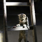 Modelka na půdě....:)