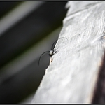 Pěknej výhled na jezírko...