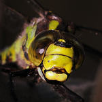 malá piha na kráse