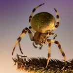 ... Křižák čtyřskvrnný (Araneus quadratus, Clerck 1757) ...