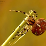 ... Křižák čtyřskvrnný  (Araneus qaudratus) ...