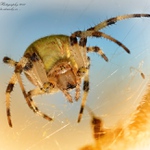  ... Křižák čtyřskvrnný (Araneus quadratus, Clerck 1757) ...