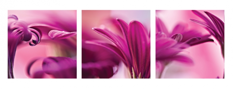 detaily květinové trojice