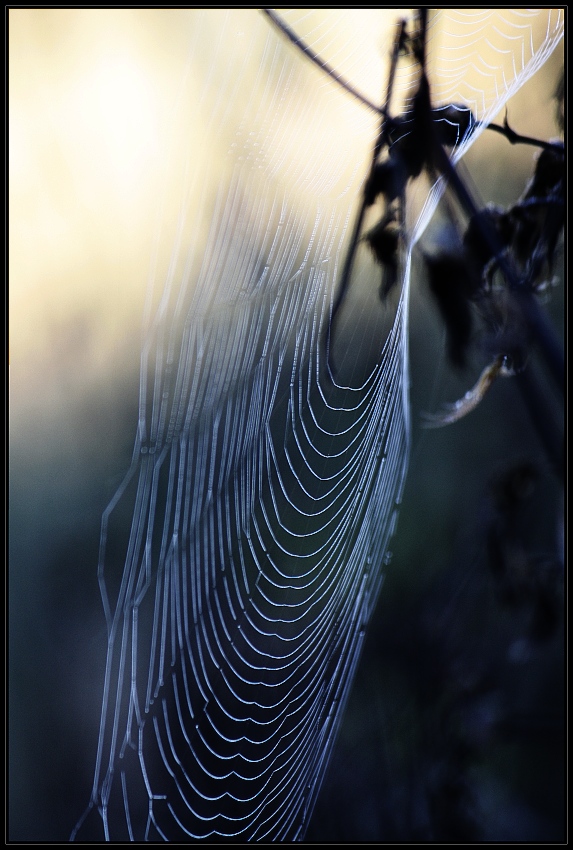 Ranní čekání na pavouka....