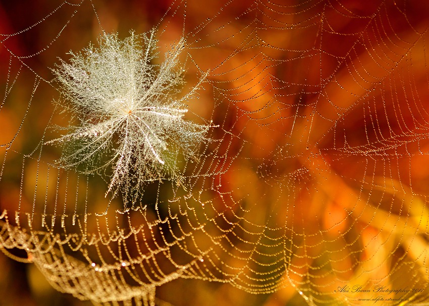... Polapené chmýříčko ...