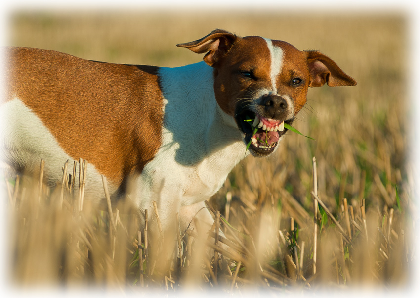 Nemam neco mezi zuby?