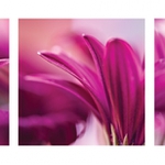 detaily květinové trojice