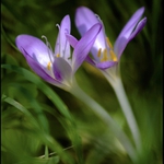 vzpomínka na Lednickou zahradu...