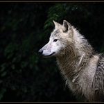 Výhled...za deště..