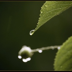 Trošku vody pro třešeň...