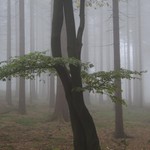 podzimní procházka