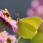 ... Společné zájmy ...