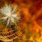 ... Polapené chmýříčko ...