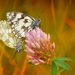   ... Okáč bojínkový (Melanargia galathea) ...
